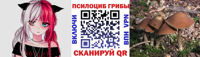 Купить где  Олёкминск  Галлюциногенные грибы Cubensis 